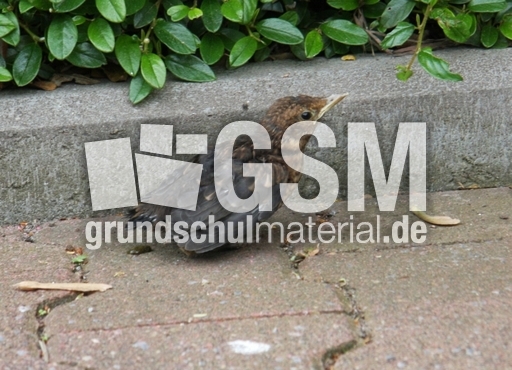 junge-Amsel-2010 009.jpg